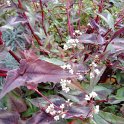 Polygonum x 'Dragon Noir'
